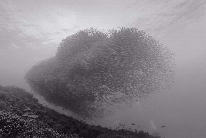 black and white underwater animals photography