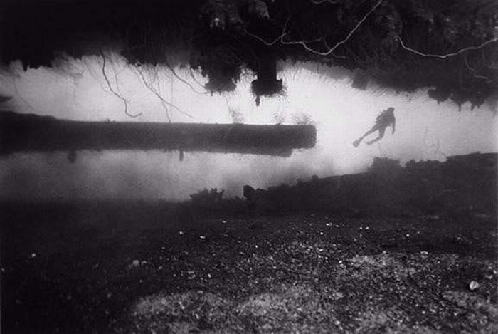 black and white underwater animals photography