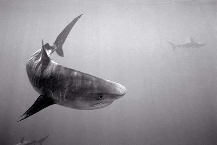 black and white underwater animals photography