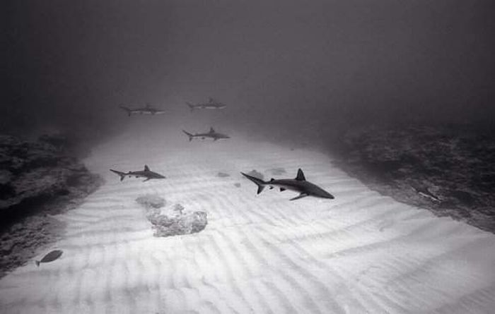 black and white underwater animals photography