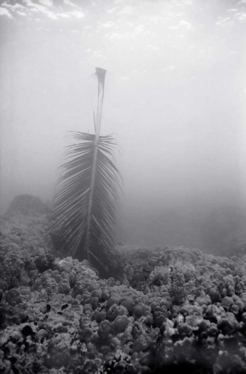 black and white underwater animals photography