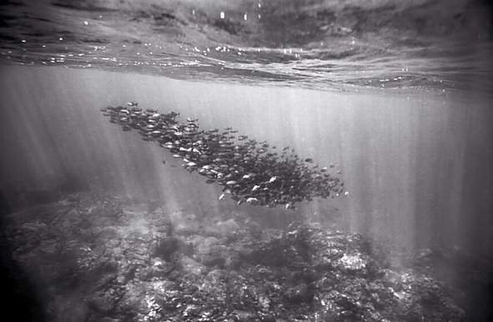 black and white underwater animals photography