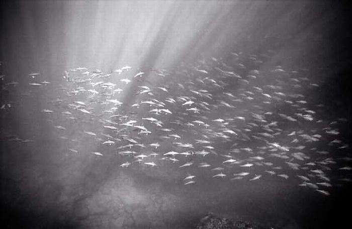 black and white underwater animals photography