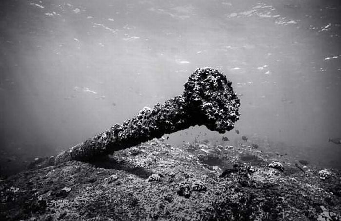 black and white underwater animals photography