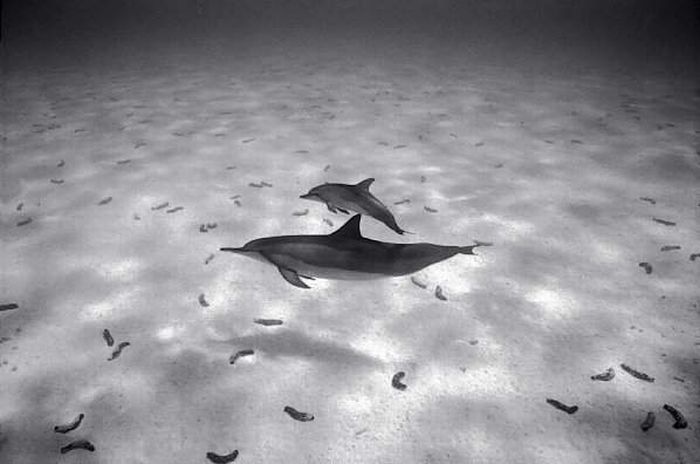 black and white underwater animals photography