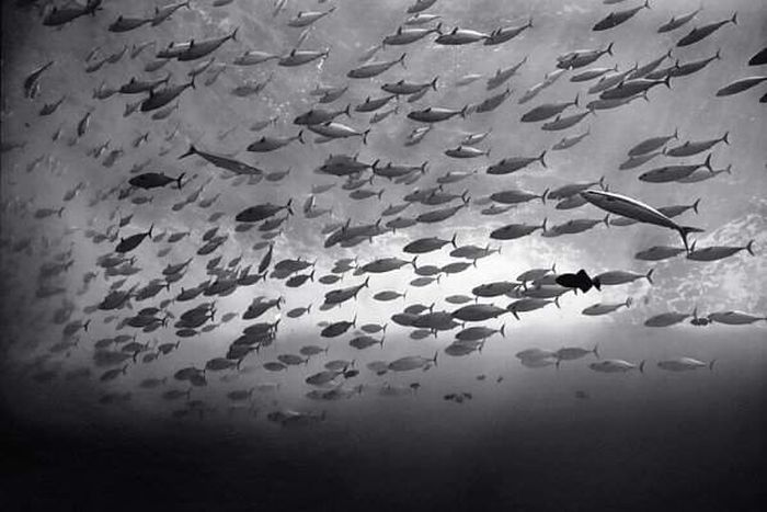 black and white underwater animals photography