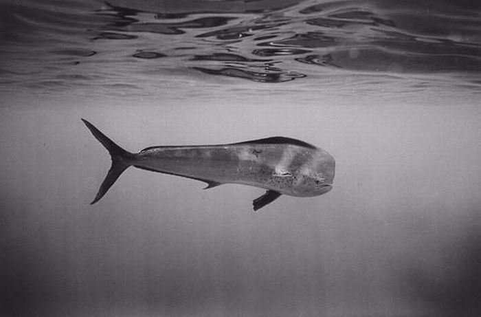 black and white underwater animals photography