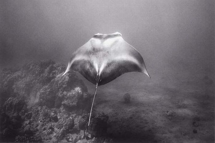 black and white underwater animals photography