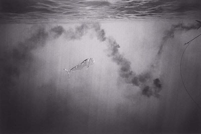 black and white underwater animals photography