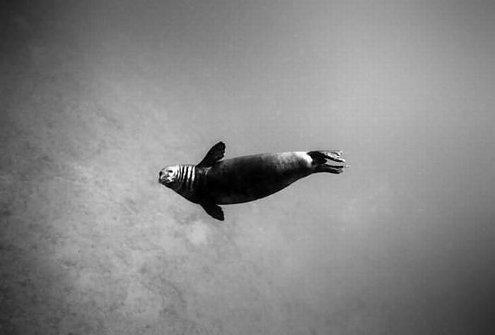 black and white underwater animals photography