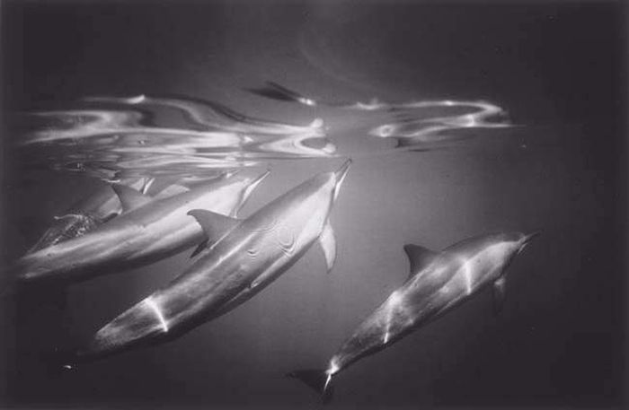 black and white underwater animals photography