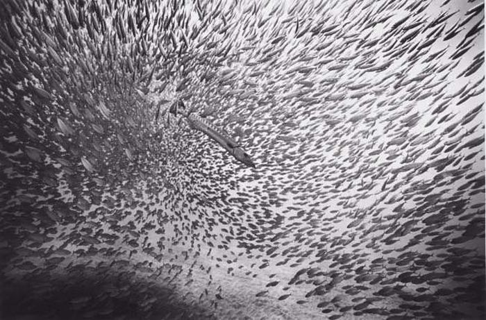 black and white underwater animals photography