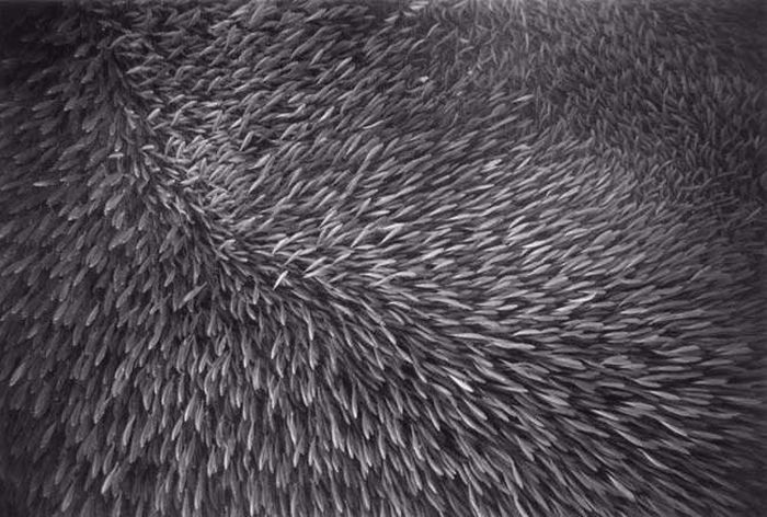 black and white underwater animals photography