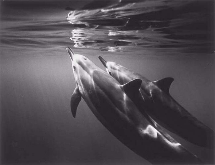 black and white underwater animals photography