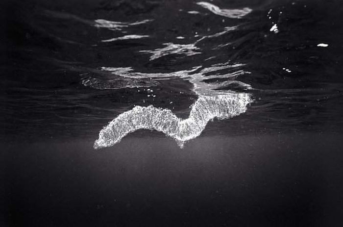 black and white underwater animals photography