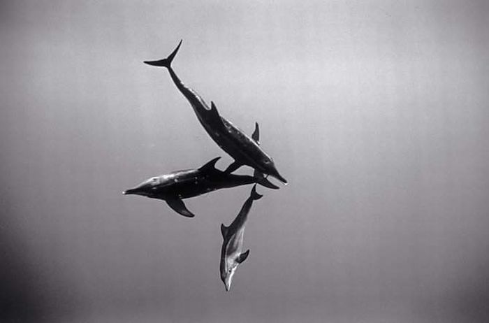 black and white underwater animals photography