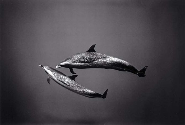 black and white underwater animals photography