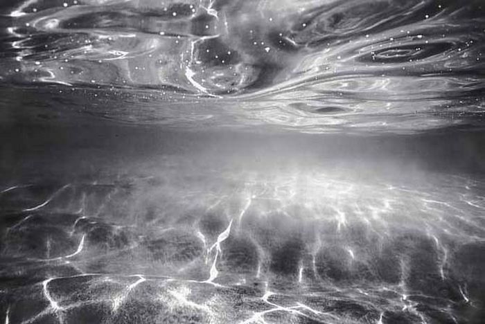 black and white underwater animals photography