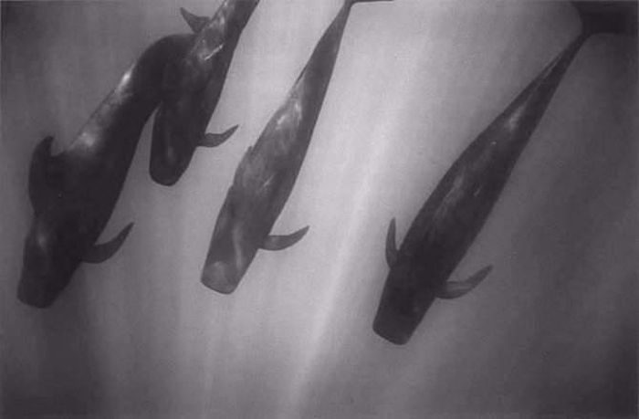 black and white underwater animals photography