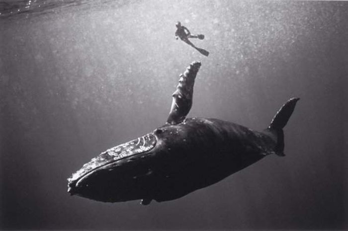 black and white underwater animals photography