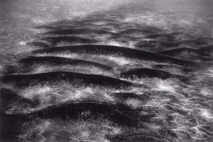 black and white underwater animals photography