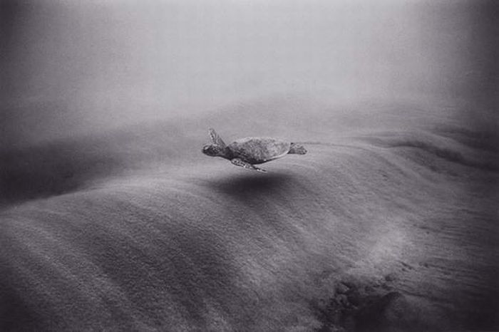 black and white underwater animals photography