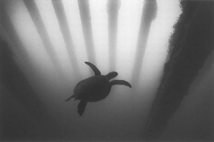 black and white underwater animals photography