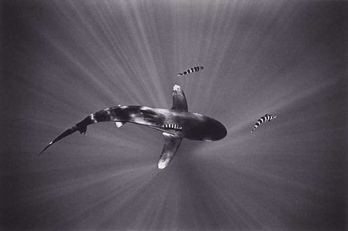 black and white underwater animals photography