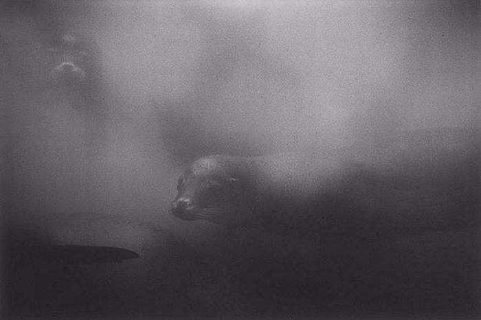 black and white underwater animals photography