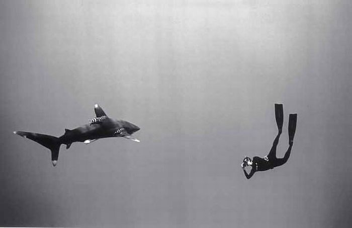 black and white underwater animals photography