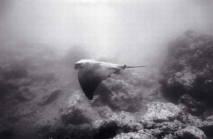 black and white underwater animals photography