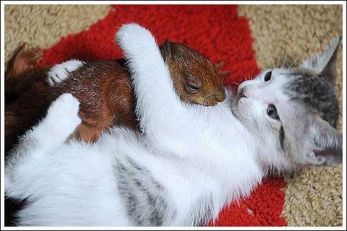 cats play with a squirrel