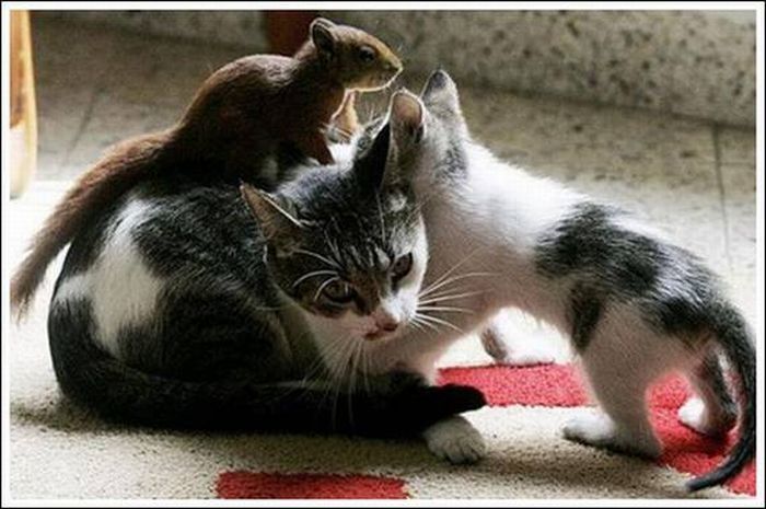 cats play with a squirrel