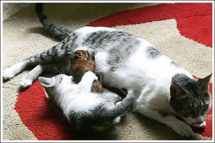 cats play with a squirrel