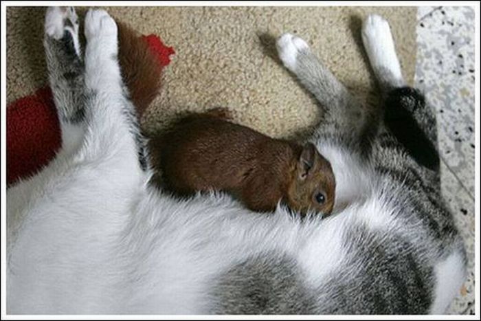 cats play with a squirrel