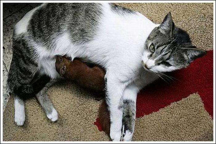 cats play with a squirrel