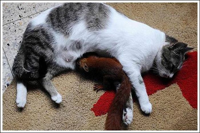 cats play with a squirrel