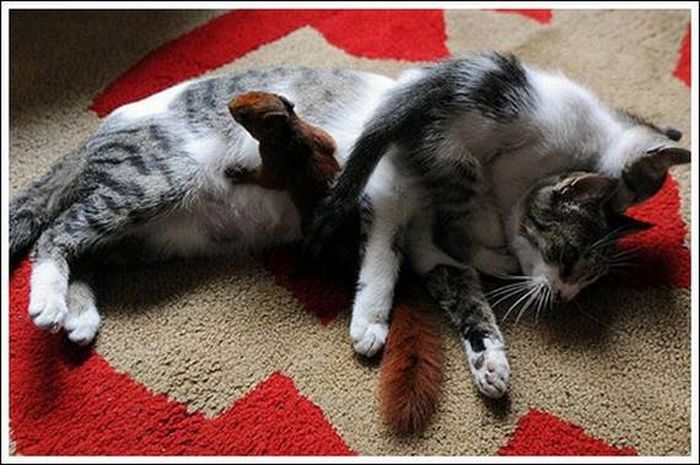 cats play with a squirrel