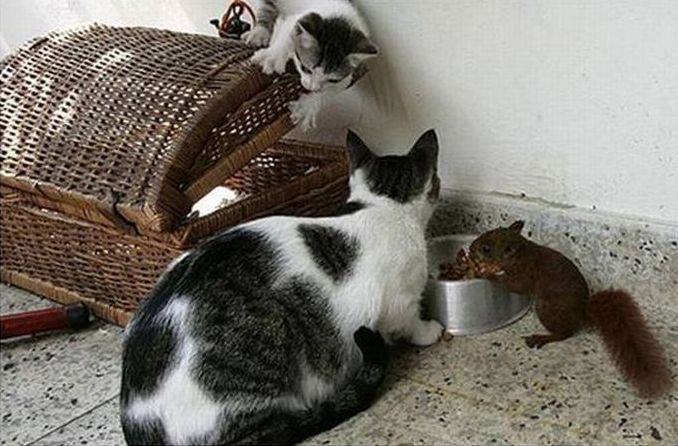 cats play with a squirrel