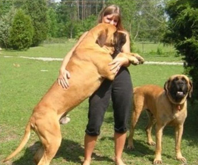 giant dog