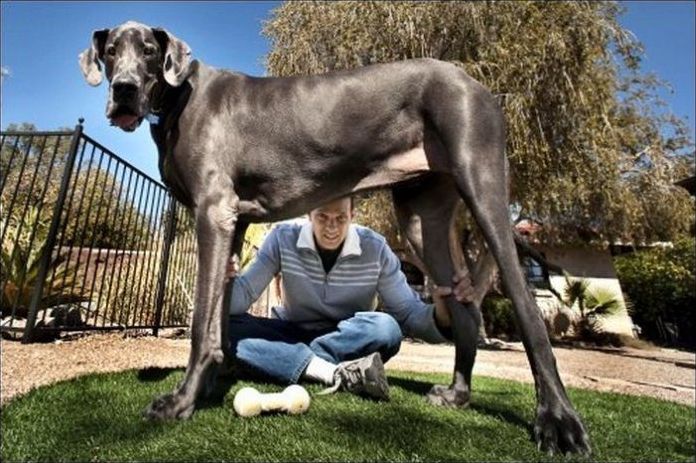 giant dog