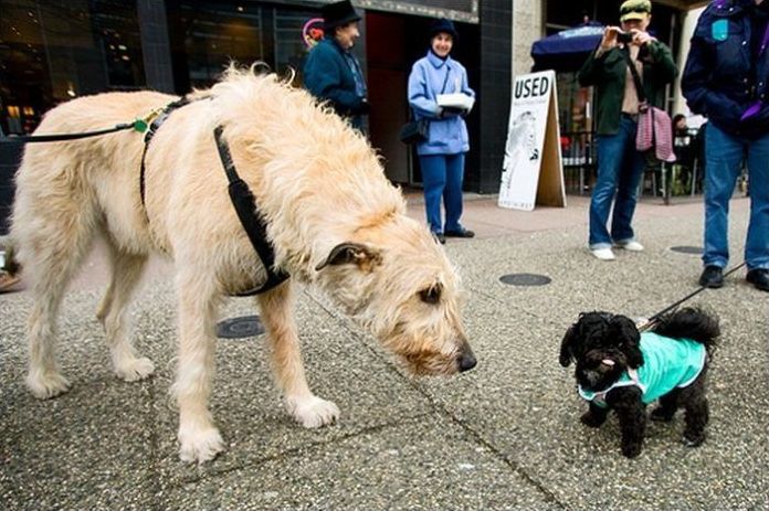 giant dog