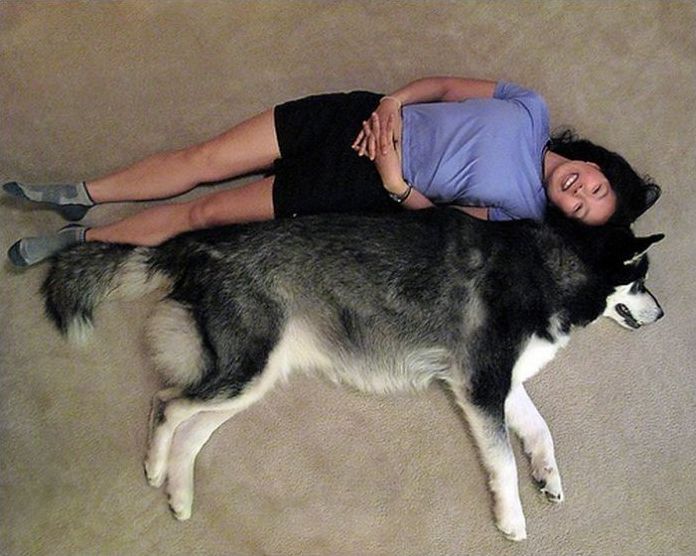 giant dog