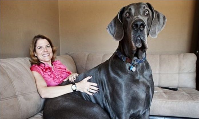 giant dog