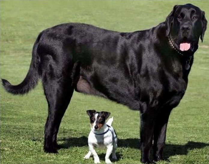 giant dog