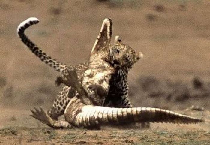 clash of the animals
