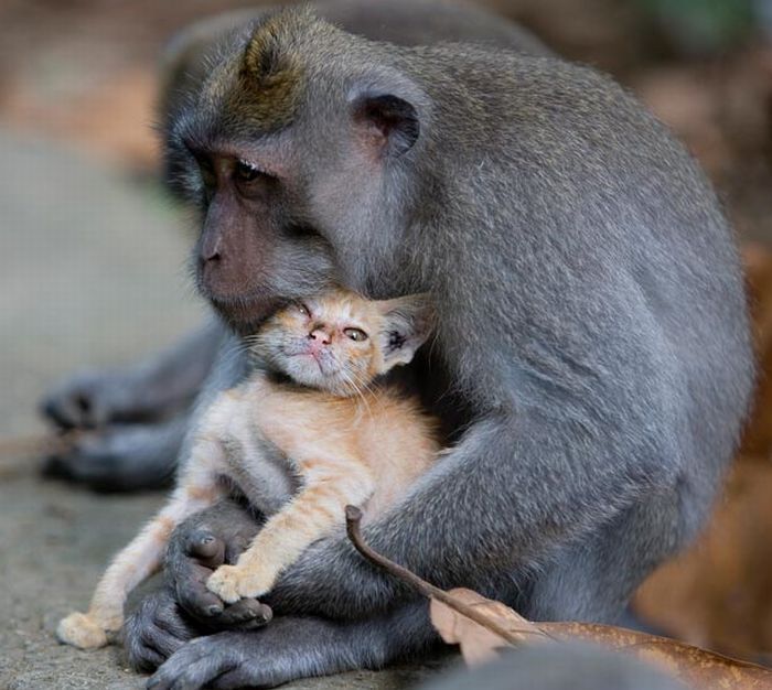 Macaque monkey adopted kitten, Bali, Indonesia