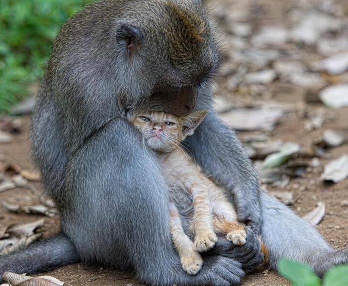 Macaque monkey adopted kitten, Bali, Indonesia