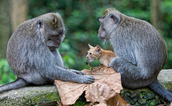 Macaque monkey adopted kitten, Bali, Indonesia