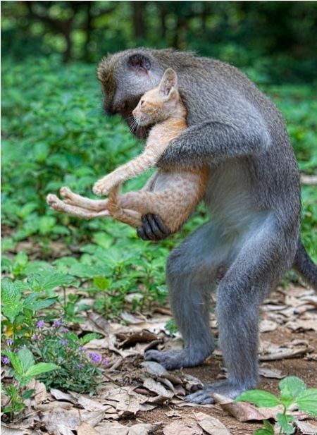 Macaque monkey adopted kitten, Bali, Indonesia